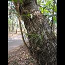 Orchideen wachsen hier überall wild